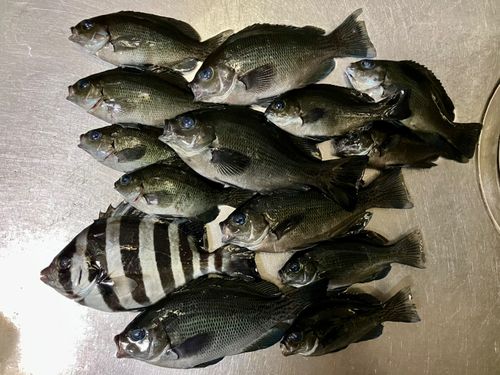 グレの釣果