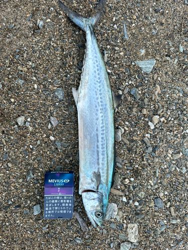 サゴシの釣果