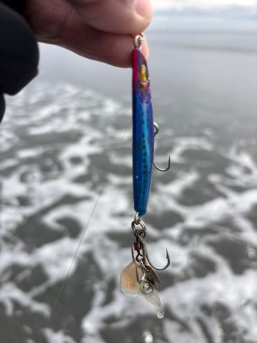イカの釣果