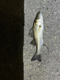 セイゴ（マルスズキ）の釣果