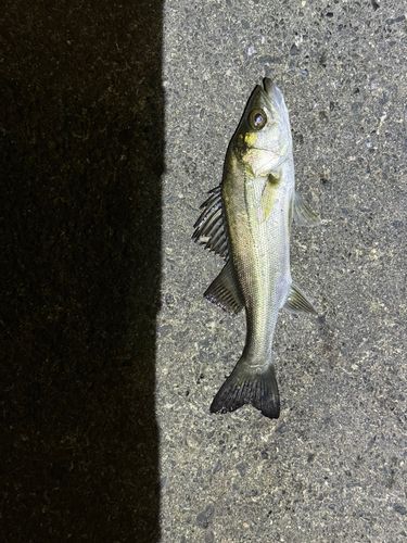 セイゴ(マルスズキ)の釣果
