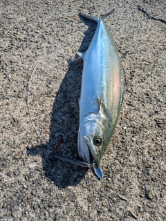 サゴシの釣果