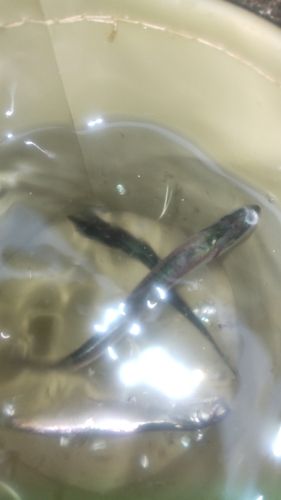 東京湾（アクアライン以北）
