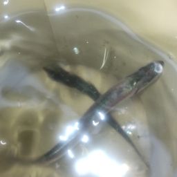 カタクチイワシ