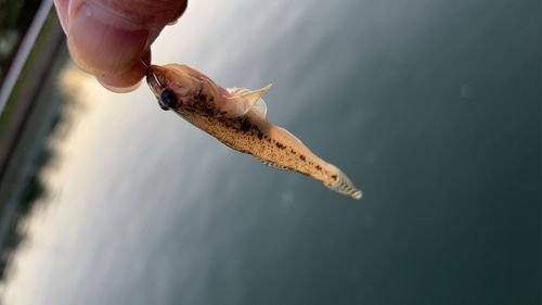 衣浦湾