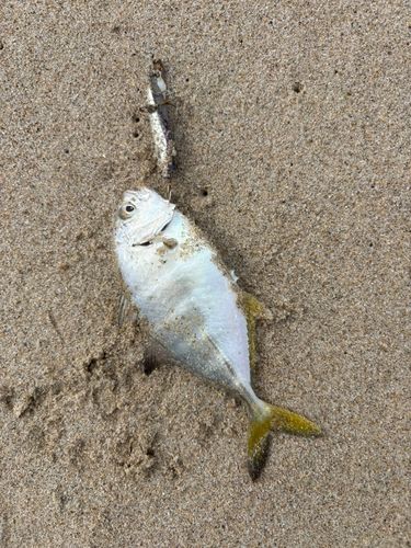 ソゲの釣果