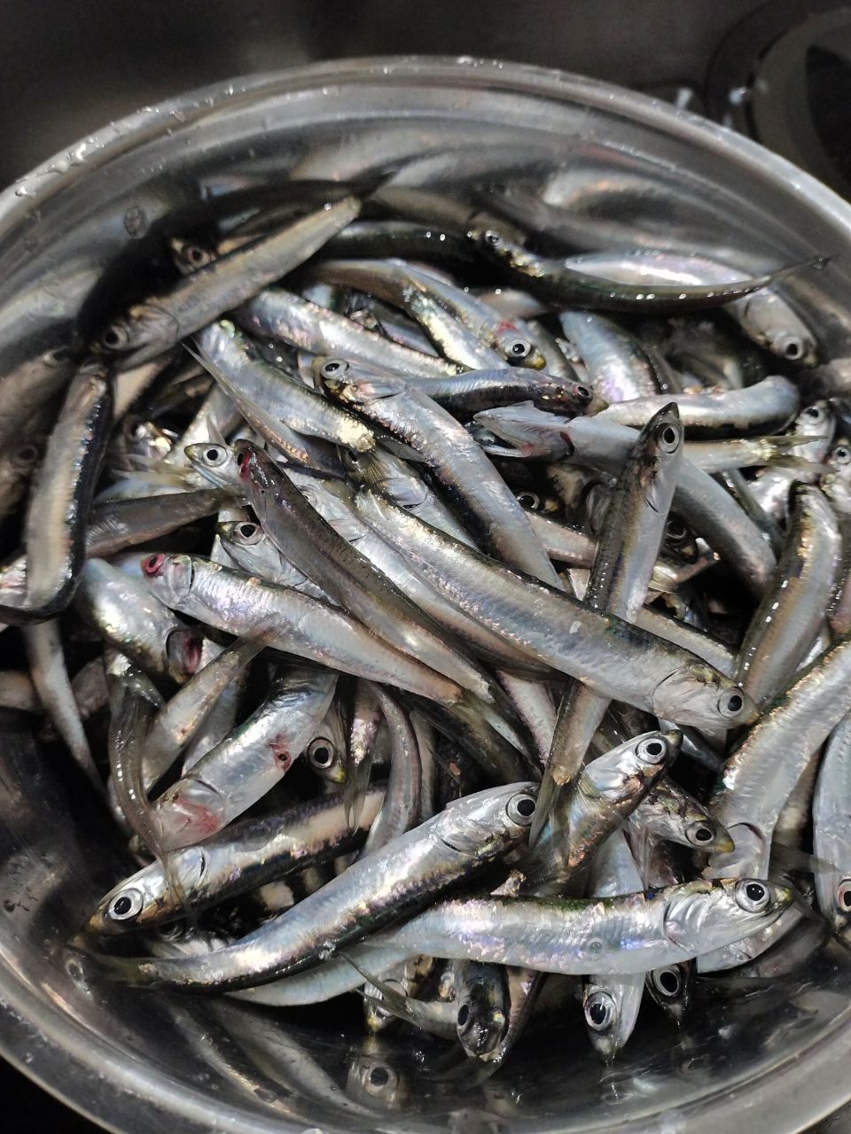 カタクチイワシ