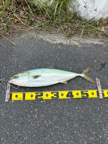 イナダの釣果