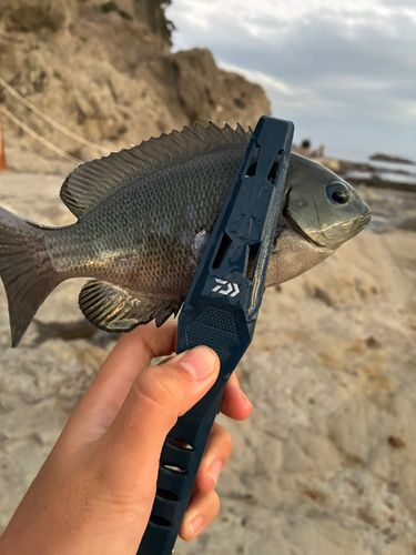 メジナの釣果