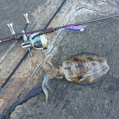 アオリイカの釣果