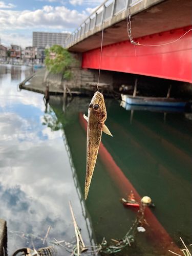 ハゼの釣果
