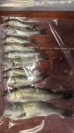 フッコ(タイリクスズキ)の釣果