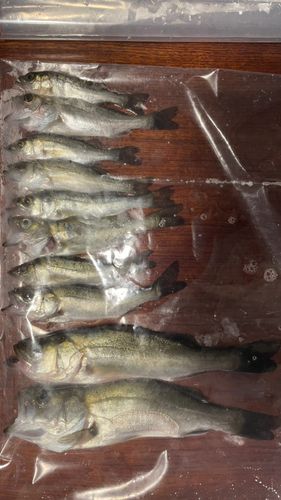フッコ（タイリクスズキ）の釣果