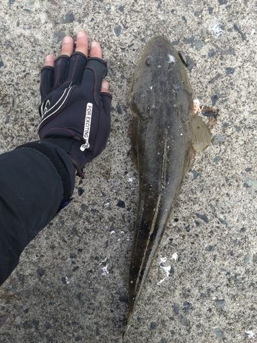 マゴチの釣果