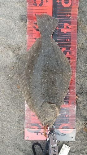 ヒラメの釣果