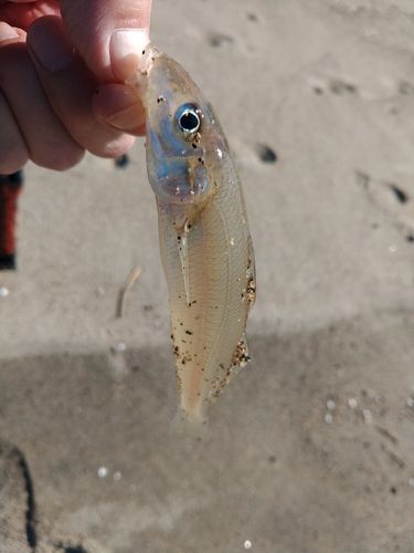 キスの釣果