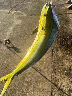 シイラの釣果