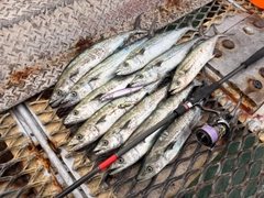 サゴシの釣果