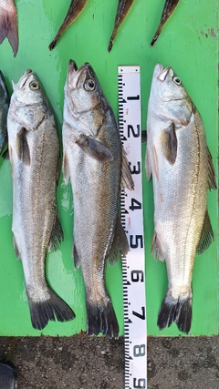 スズキの釣果