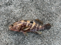 キジハタの釣果