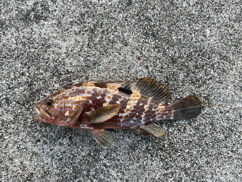 キジハタの釣果