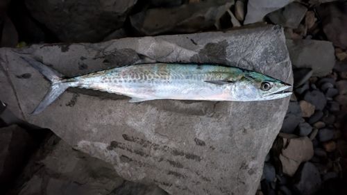 サゴシの釣果