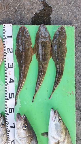 マゴチの釣果