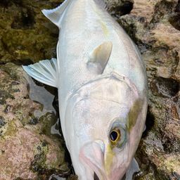 ショゴ