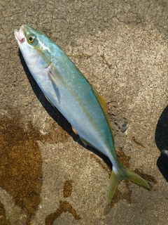 ワカシの釣果