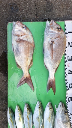 マダイの釣果