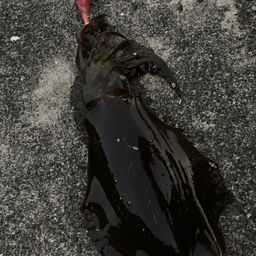 アオリイカ