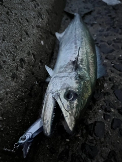 サゴシの釣果