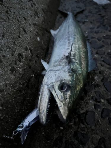 サゴシの釣果