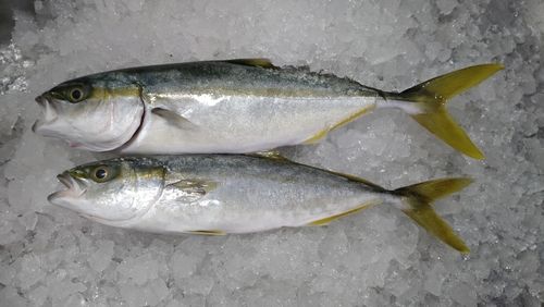 ワカシの釣果