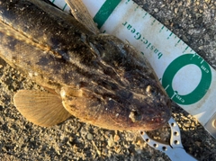 マゴチの釣果