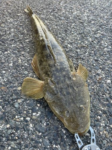 マゴチの釣果