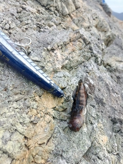 ヒラマサの釣果