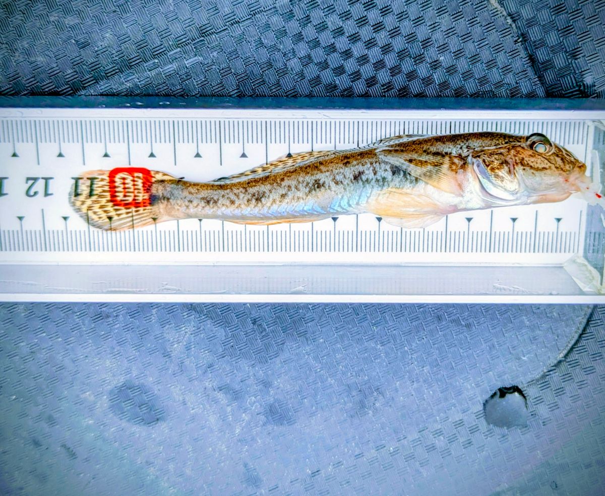 多摩野鯊太郎さんの釣果 1枚目の画像