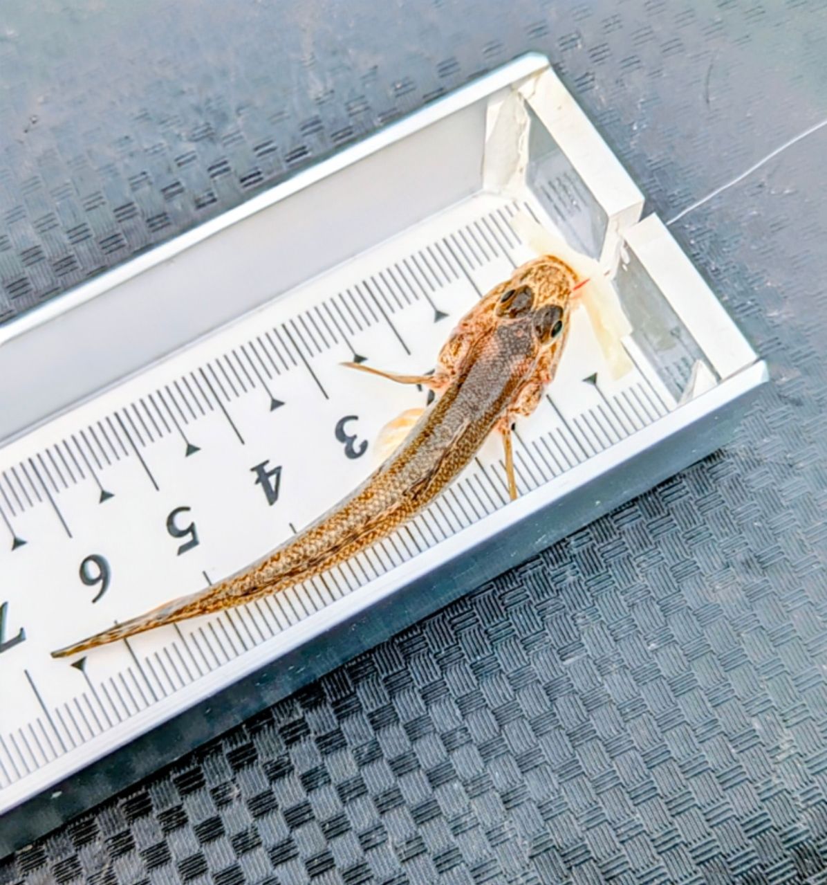 多摩野鯊太郎さんの釣果 2枚目の画像