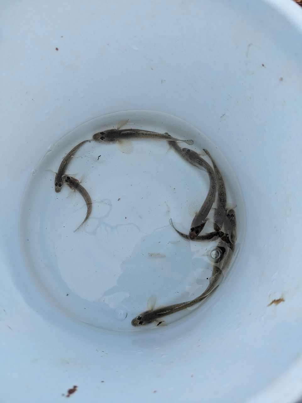 多摩野鯊太郎さんの釣果 3枚目の画像