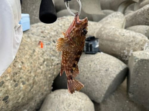 カサゴの釣果