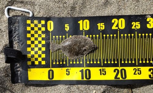 カレイの釣果