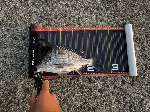 チヌの釣果