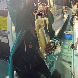 アオリイカ