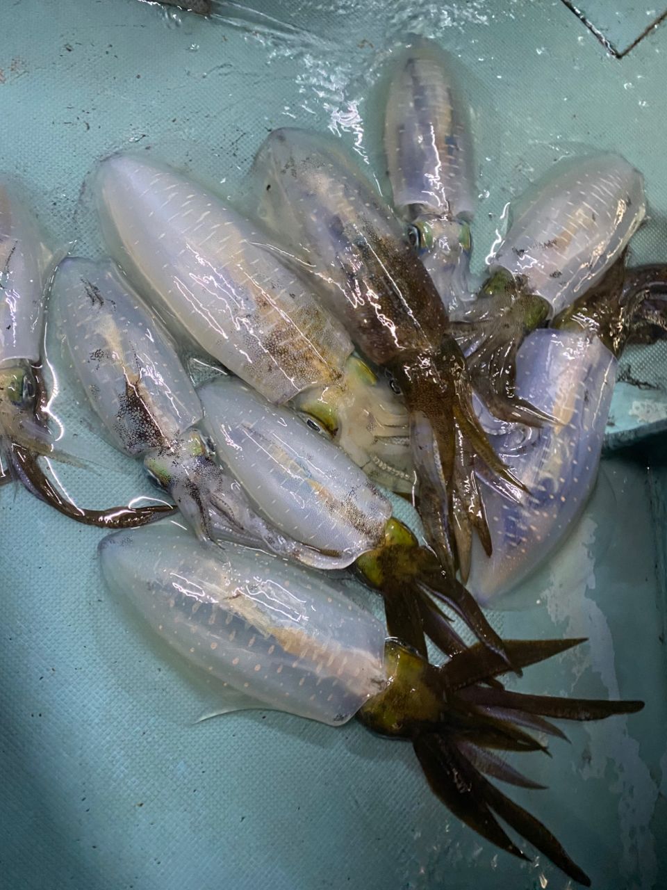 はな🌸さんの釣果 2枚目の画像