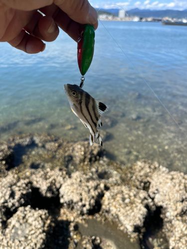 コトヒキの釣果