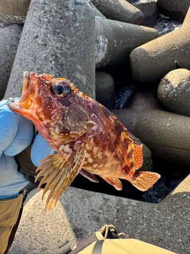ムラソイの釣果
