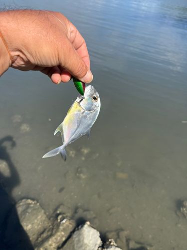 メッキの釣果