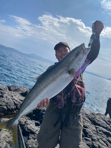 ヒラマサの釣果