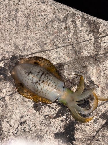 アオリイカの釣果